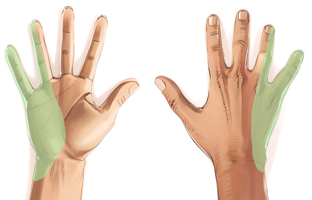 Ulnarisnervens sensoriska innervering